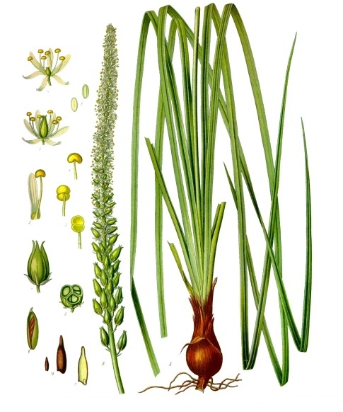 Sabadilla (Schoenocaulon)